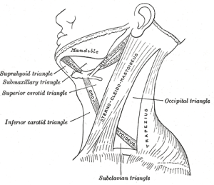 Chin Jutting to Sternum Hanging - accesstango